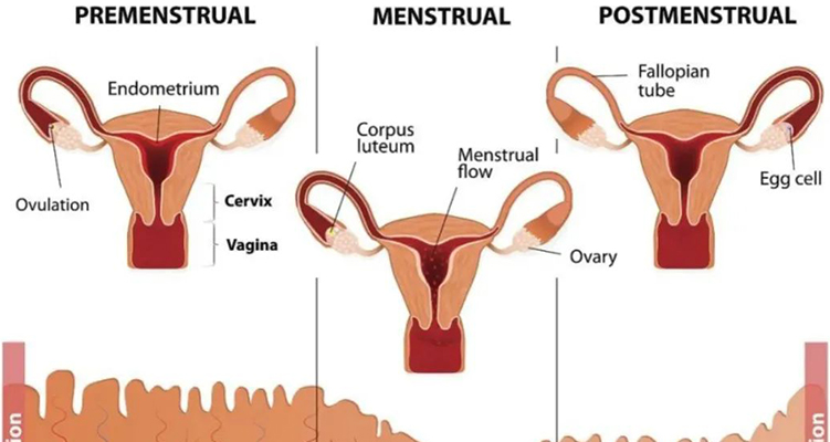 干細(xì)胞治療宮腔黏連研究進(jìn)展