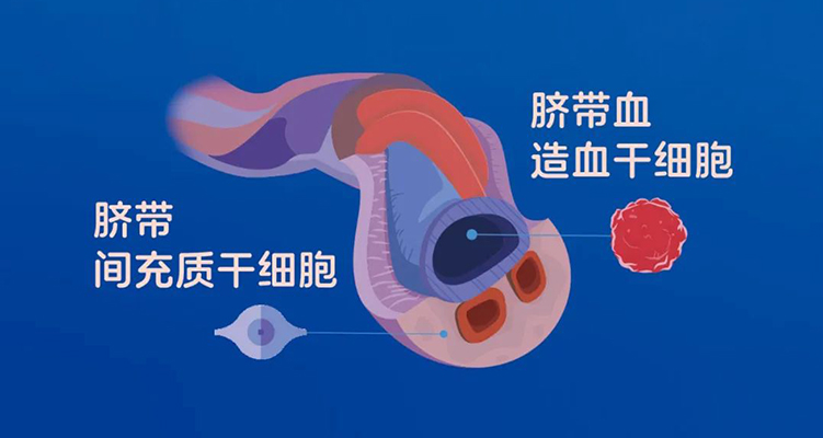 臍帶血存儲(chǔ)的意義與納入醫(yī)保的必要性