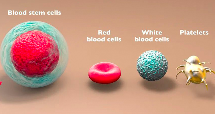 儲存造血干細胞，點亮血友病治愈曙光